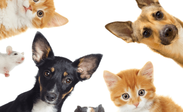 Keeping Track Of Pet Care In A Planner Dedicated To Your Pet Keeping Track Of Pet Care In A Planner Dedicated To Your Pet